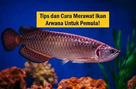 Slot Baru Ikan Arwana Bebas Bet Apa Saja